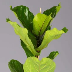 Geigenfeige In Korb Gaby, Topf-Ø 21 Cm, Höhe Ca. 80 - 100 Cm -Die grüne Ecke 0223300058 Ficus lyrata im Dekokorb Gaby T21 2 123788