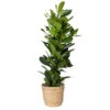 Ficus Cyathistipula In Korb Osaka, Topf-Ø 21 Cm, Höhe Ca. 80-110 Cm -Die grüne Ecke 0223900066 Ficus cyathistipula im Dekokorb 2
