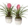 Tillandsia Cyanea In Topf, Rosa-violett, Topf-Ø 5,5 Cm, Höhe Ca. 15 Cm, 2er-Set -Die grüne Ecke 0225150070 Tillandsia cyanea in Betontopf 3 119779