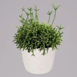 Rhipsalis In Dekotopf 'Honey', Topf-Ø 6 Cm, 3er-Set -Die grüne Ecke 0225200543 Mini Rhipsalis Set in Topf Honey1 117310