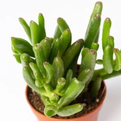 Mini-Sukkulenten Im Dekotopf 'Scandic Terracotta', Topf-Ø 6 Cm, 3er-Set -Die grüne Ecke 0225200733 Sukkulenten Set in Topf Scandic terrac 3er Set 10 1