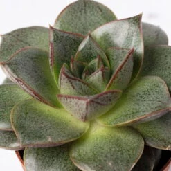 Mini-Sukkulenten Im Dekotopf 'Scandic Terracotta', Topf-Ø 6 Cm, 3er-Set -Die grüne Ecke 0225200733 Sukkulenten Set in Topf Scandic terrac 3er Set 11 1