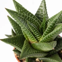 Mini-Sukkulenten Im Dekotopf 'Scandic Terracotta', Topf-Ø 6 Cm, 3er-Set -Die grüne Ecke 0225200733 Sukkulenten Set in Topf Scandic terrac 3er Set 12 1