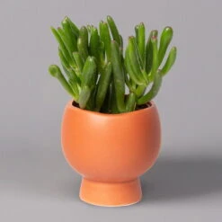 Mini-Sukkulenten Im Dekotopf 'Scandic Terracotta', Topf-Ø 6 Cm, 3er-Set -Die grüne Ecke 0225200733 Sukkulenten Set in Topf Scandic terrac 3er Set 2