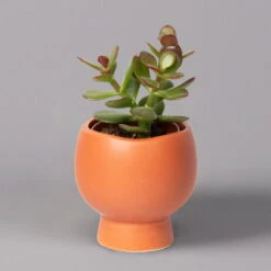 Mini-Sukkulenten Im Dekotopf 'Scandic Terracotta', Topf-Ø 6 Cm, 3er-Set -Die grüne Ecke 0225200733 Sukkulenten Set in Topf Scandic terrac 3er Set 3