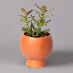 Mini-Sukkulenten Im Dekotopf 'Scandic Terracotta', Topf-Ø 6 Cm, 3er-Set -Die grüne Ecke 0225200733 Sukkulenten Set in Topf Scandic terrac 3er Set 4