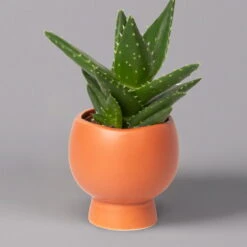 Mini-Sukkulenten Im Dekotopf 'Scandic Terracotta', Topf-Ø 6 Cm, 3er-Set -Die grüne Ecke 0225200733 Sukkulenten Set in Topf Scandic terrac 3er Set 8