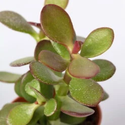 Mini-Sukkulenten Im Dekotopf 'Scandic Terracotta', Topf-Ø 6 Cm, 3er-Set -Die grüne Ecke 0225200733 Sukkulenten Set in Topf Scandic terrac 3er Set 9 1