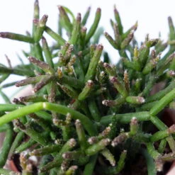 Korallenkaktus Im Dekotopf 'Viking Terracotta', In Sorten, Topf-Ø 9 Cm, 2er-Set -Die grüne Ecke 0225200740 Rhipsalis Set in Topf Scandic nude 2er Set 5