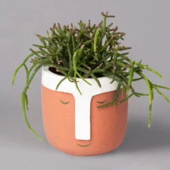 Korallenkaktus Im Dekotopf 'Viking Terracotta', In Sorten, Topf-Ø 9 Cm, 2er-Set -Die grüne Ecke 0225200744 Rhipsalis Set in Topf Viking terracotta 2er Set 2