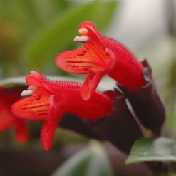 Schamblume In Blumenampel, Topf-Ø 15 Cm, Höhe Ca. 25 Cm -Die grüne Ecke 0230100144 0230200127 Aeschynanthus 115639