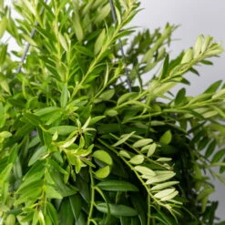 Schamblume In Blumenampel, Topf-Ø 15 Cm, Höhe Ca. 25 Cm -Die grüne Ecke 0230200127 Aeschynanthus Japhrolepis T15 1 1 116136