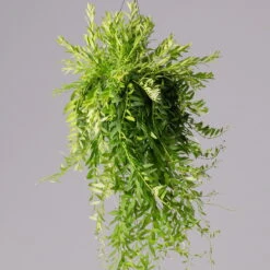 Schamblume In Blumenampel, Topf-Ø 15 Cm, Höhe Ca. 25 Cm -Die grüne Ecke 0230200127 Aeschynanthus Japhrolepis T15 2 2 116135