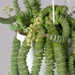 Felsen-Dickblatt 'Hottentot', In Ampeltopf, Topf-Ø 14 Cm -Die grüne Ecke 0230200325 Crassula Marnieriana Hottentot Ampel 1 3 117822