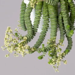 Felsen-Dickblatt 'Hottentot', In Ampeltopf, Topf-Ø 14 Cm -Die grüne Ecke 0230200325 Crassula Marnieriana Hottentot Ampel 1 4 117824