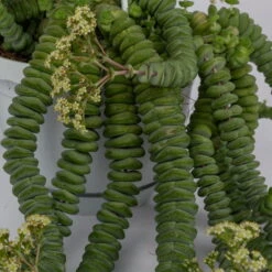 Felsen-Dickblatt 'Hottentot', In Ampeltopf, Topf-Ø 14 Cm -Die grüne Ecke 0230200325 Crassula Marnieriana Hottentot Ampel 2 117160