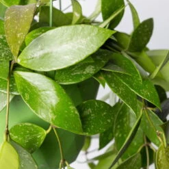 Hoya Memoria, In Blumenampel, Topf-Ø 14 Cm -Die grüne Ecke 0230200505 Hoya gracilis T14 1 1 116138