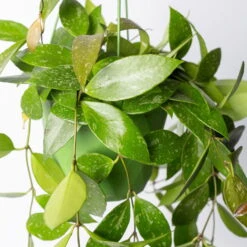 Hoya Memoria, In Blumenampel, Topf-Ø 14 Cm -Die grüne Ecke 0230200505 Hoya gracilis T14 1 2 116140