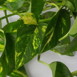 Efeutute, In Ampeltopf, Topf-Ø 18 Cm, Höhe Ca. 35 Cm -Die grüne Ecke 0230200588 Epipremnum aureum Ampel T18cm H35cm 2 116839