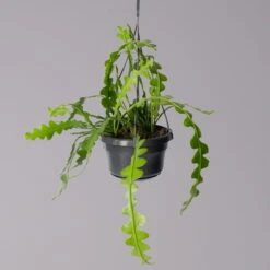 Epiphyllum Anguliger, In Blumenampel, Topf-Ø 14 Cm, Höhe Ca. 35 Cm -Die grüne Ecke 0230200611 Epiphyllum anguliger T14 1 1 116117