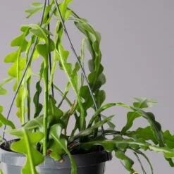 Die grüne Ecke -Die grüne Ecke 0230200611 Epiphyllum anguliger T14 3 1 116116