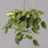 Philodendron 'Brasil', In Blumenampel, Topf-Ø 15 Cm -Die grüne Ecke 0230200655 Philodendron scandens Brasil Ampel 15cm 1 115568