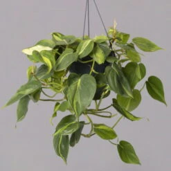 Philodendron 'Brasil', In Blumenampel, Topf-Ø 15 Cm