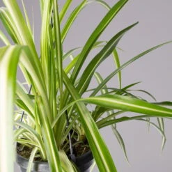 Grünlilie, In Blumenampel, Topf-Ø 14 Cm, Höhe Ca. 50 Cm -Die grüne Ecke 0230200684 Chlorophytum T14 1 1 116120