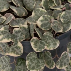 Leuchterblume 'Variegata', In Blumenampel, Topf-Ø 14 Cm, Höhe Ca. 25 Cm -Die grüne Ecke 0230200784 Ceropegia lin subsp woodii variegata 1 117162