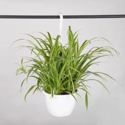 Grünlilie In Blumenampel, Topf-Ø 21 Cm