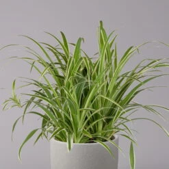 Grünlilie In Blumenampel, Topf-Ø 21 Cm -Die grüne Ecke 0230200785 Chlorophytum Comosum Variegata Ampel 3