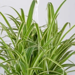 Grünlilie In Blumenampel, Topf-Ø 21 Cm -Die grüne Ecke 0230200785 Chlorophytum Comosum Variegata Ampel 4