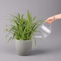 Grünlilie In Blumenampel, Topf-Ø 21 Cm -Die grüne Ecke 0230200785 Chlorophytum Comosum Variegata Ampel 5