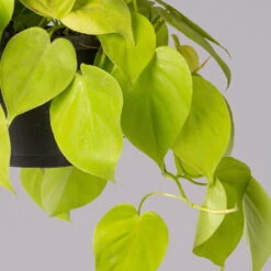 Philodendron 'Lemon Lime' In Blumenampel, Topf-Ø 17 Cm, Höhe Ca. 30 Cm -Die grüne Ecke 0230200824 Philodendrin Scandens lemon Lime Ampel 2 2 117650