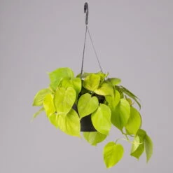 Philodendron 'Lemon Lime' In Blumenampel, Topf-Ø 17 Cm, Höhe Ca. 30 Cm -Die grüne Ecke 0230200824 Philodendrin Scandens lemon Lime Ampel 2 117649