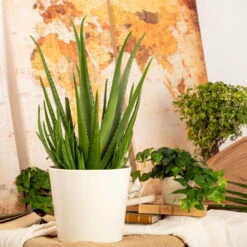 Aloe Vera, Topf-Ø 25 Cm, Höhe Ca. 55 Cm -Die grüne Ecke 025010 Aloe vera1 4