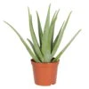Aloe Vera, Topf-Ø 25 Cm, Höhe Ca. 55 Cm -Die grüne Ecke 0250102044 Aloe vera