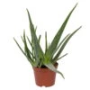 Aloe Vera, Topf-Ø 21 Cm Höhe Ca. 60 Cm -Die grüne Ecke 0250102126 Aloe vera 21 cm T. H 60cm