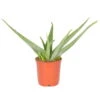 Aloe Vera, Topf-Ø 17 Cm, Höhe Ca. 55 Cm -Die grüne Ecke 0250102250 Aloe Vera