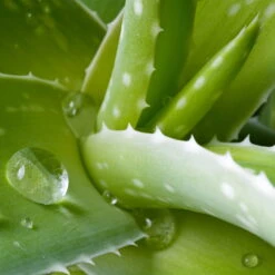 Aloe Vera, Topf-Ø 15 Cm, Höhe Ca. 35-50 Cm -Die grüne Ecke 0250102346 0250100086 0250102044 0250102126 0250102250 Aloe vera 2