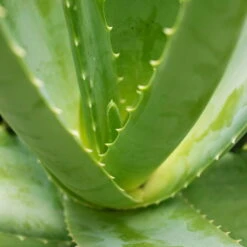 Aloe Vera, Topf-Ø 15 Cm, Höhe Ca. 35-50 Cm -Die grüne Ecke 0250102346 0250100086 0250102044 0250102126 0250102250 Aloe vera1 2