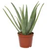 Aloe Vera, Topf-Ø 24 Cm, Höhe Ca. 75 Cm -Die grüne Ecke 0250102346 Aloe Vera 24 cm T H 75 cm
