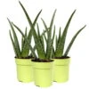 Aloe Vera, Topf-Ø 12 Cm, Höhe Ca. 20-30 Cm, 3er-Set -Die grüne Ecke 0250102711 3er Set Aloe vera 12er Topf ca 30cm