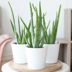 Aloe Vera In Keramiktopf Dallas Weiß, Topf-Ø 12 Cm, Höhe Ca. 20-35 Cm, 3er-Set