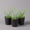 Aloe Vera Mit Keramiktopf Anthrazit, Topf-Ø 12 Cm, Höhe Ca. 20-35 Cm, 3er-Set -Die grüne Ecke 0250102822 Aloe vera Dallas anthrazit 3er Set