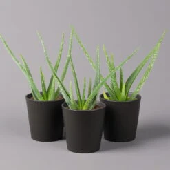 Aloe Vera Mit Keramiktopf Anthrazit, Topf-Ø 12 Cm, Höhe Ca. 20-35 Cm, 3er-Set