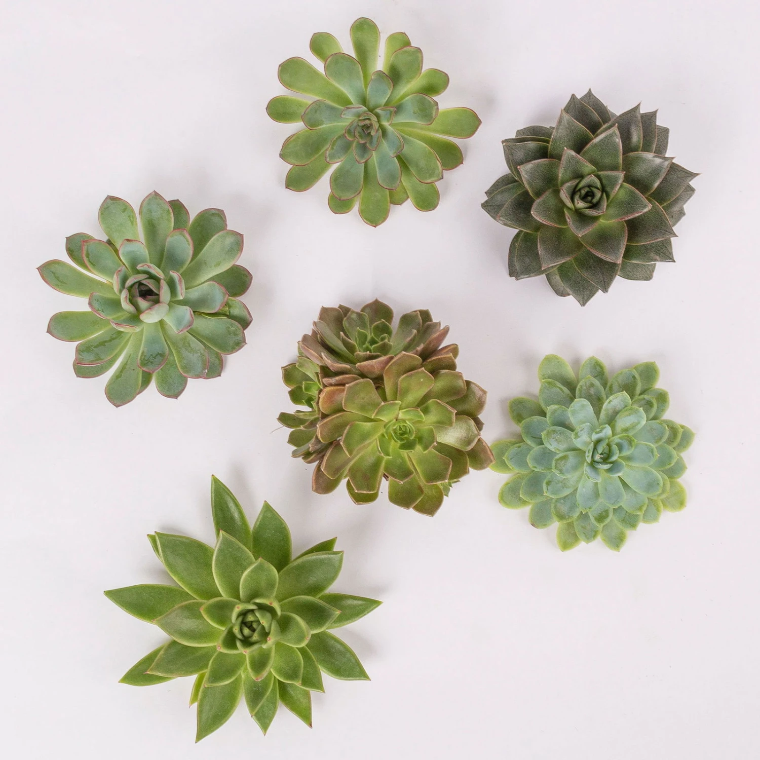 Schnittecheverien-Mix, Ø 10 Cm, 6er-Set 3 Schnittecheverien-Mix, Ø 10 Cm, 6er-Set