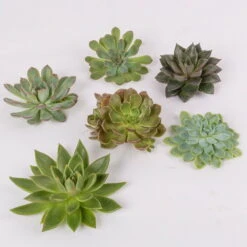 Schnittecheverien-Mix, Ø 10 Cm, 6er-Set 12 Schnittecheverien-Mix, Ø 10 Cm, 6er-Set -Die grüne Ecke 0250103008 Schnittecheverien 6er Set WS 2