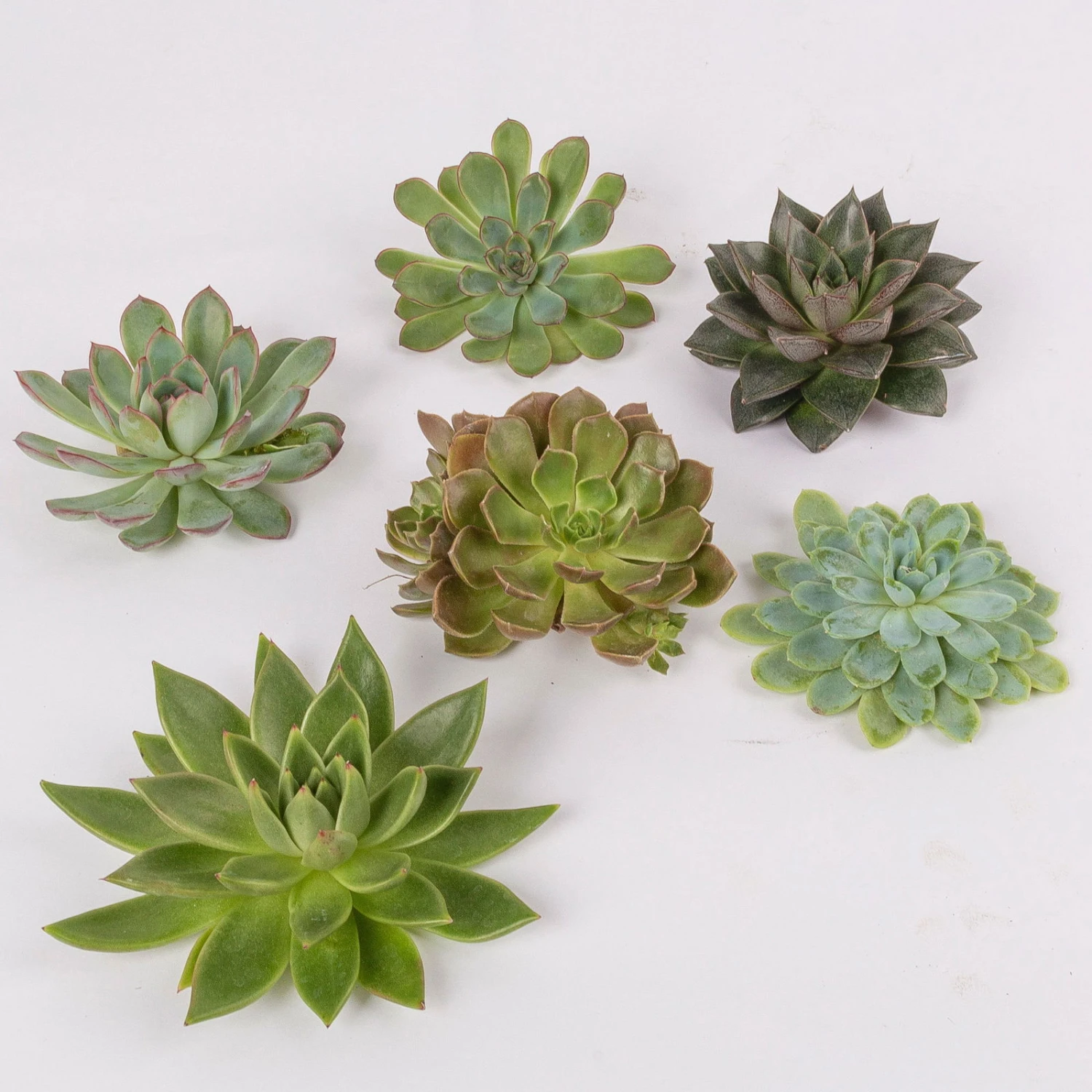 Schnittecheverien-Mix, Ø 10 Cm, 6er-Set 5 Schnittecheverien-Mix, Ø 10 Cm, 6er-Set – Bild 3