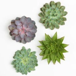 Schnittecheverien-Mix, Ø 12 Cm, 4er-Set -Die grüne Ecke 0250103009 Schnittecheverien 4er Set 12 cm WS 2